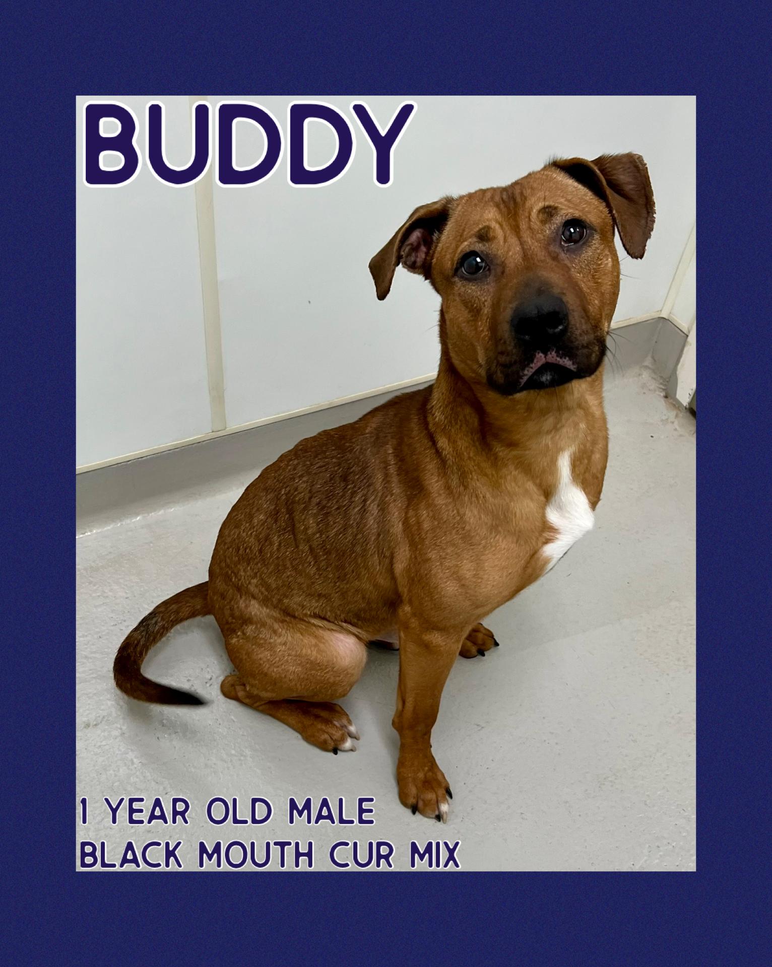 Enlarge Buddy, a Adoptable mixed breed in Danville, IN image 1/4