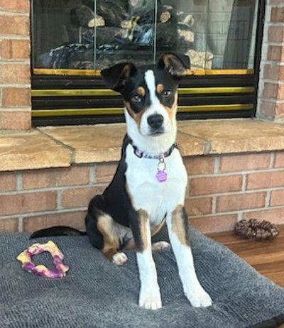 Enlarge **JODI**, a Adoptable Australian Shepherd in North Prairie, WI image 2/3