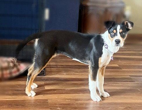 Enlarge **JODI**, a Adopted Australian Shepherd in North Prairie, WI image 2/3