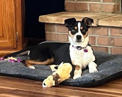 Enlarge **JODI**, a Adoptable Australian Shepherd in North Prairie, WI image 3/3