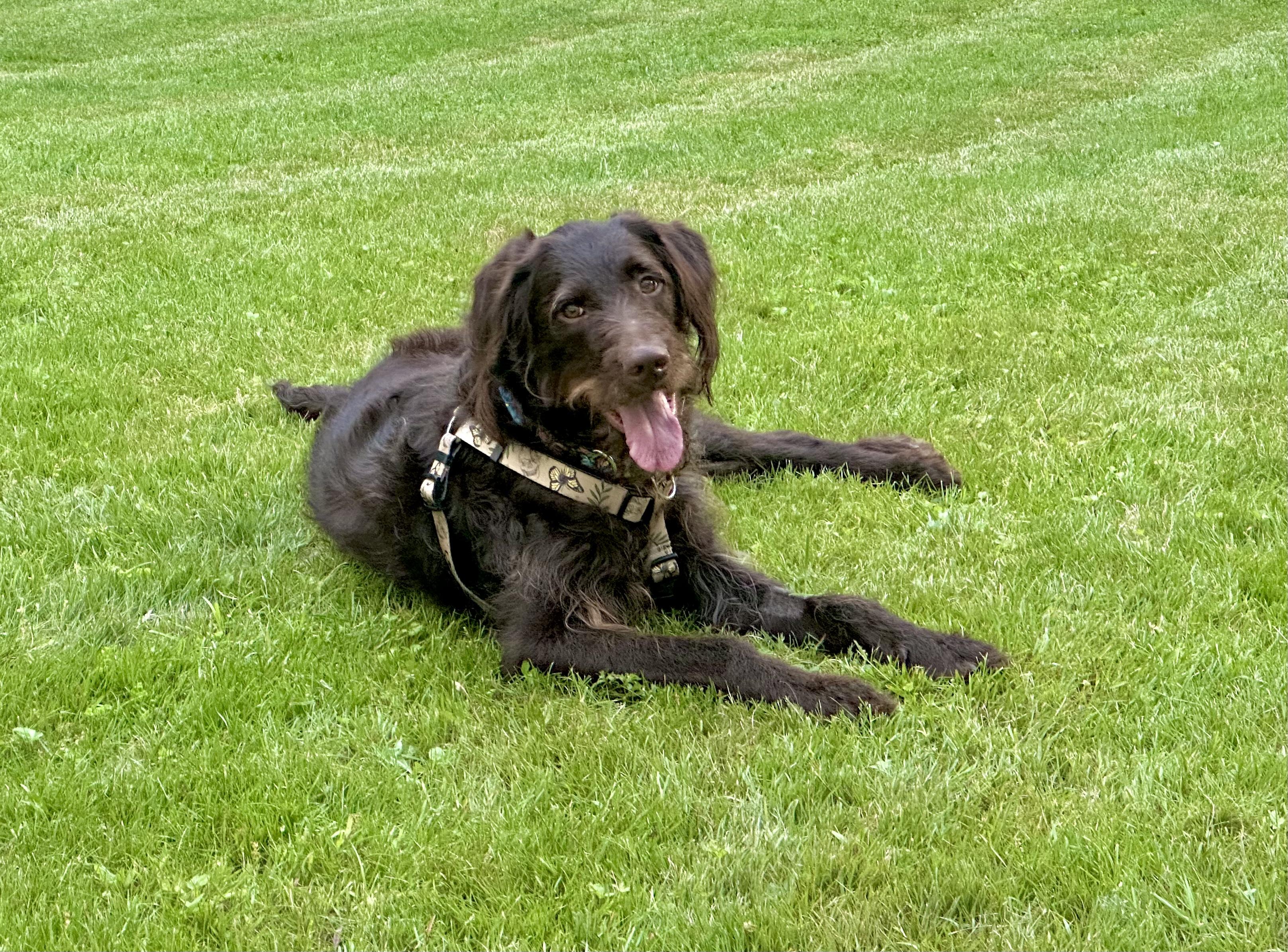 Kingston Knox in NH- Meet Our Adoptable Dogs Wed-Sat More info in Bio, ADOPTABLE, Adult Male Schnauzer.