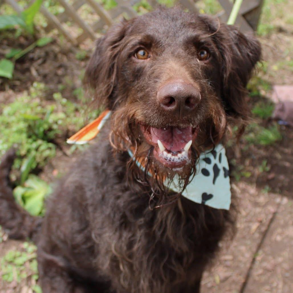 Kingston Knox in NH- Meet Our Adoptable Dogs Wed-Sat More info in Bio, ADOPTABLE, Adult Male Schnauzer.
