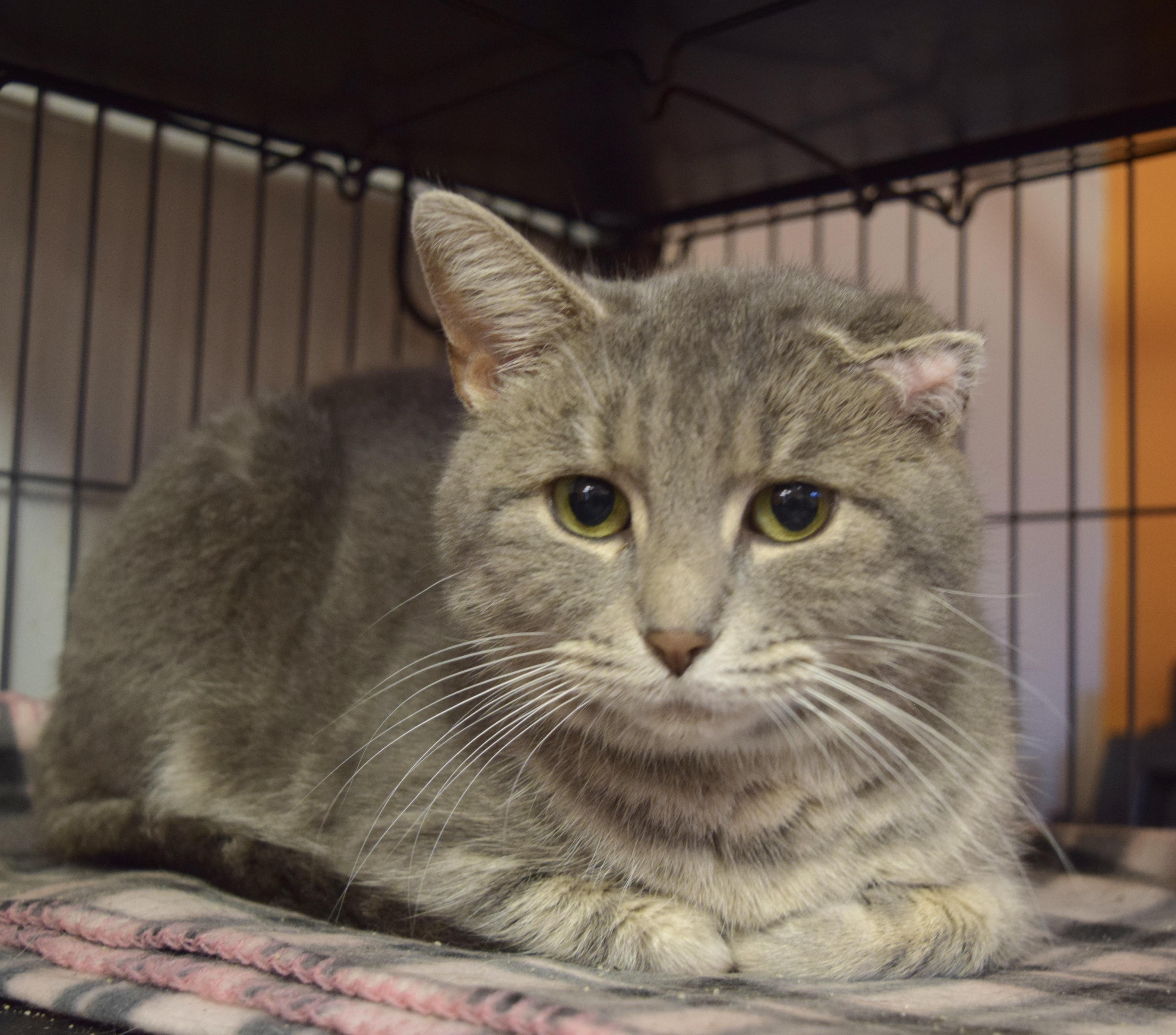 Sweetie Pie, a Adoptable Domestic Short Hair in Muncie, IN image 1/6