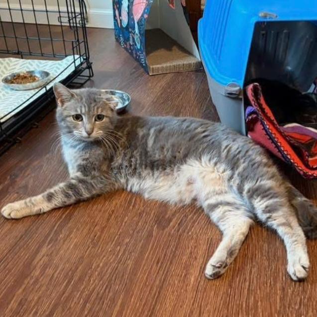 Sweetie Pie, Adoptable, Adult Female Domestic Short Hair.