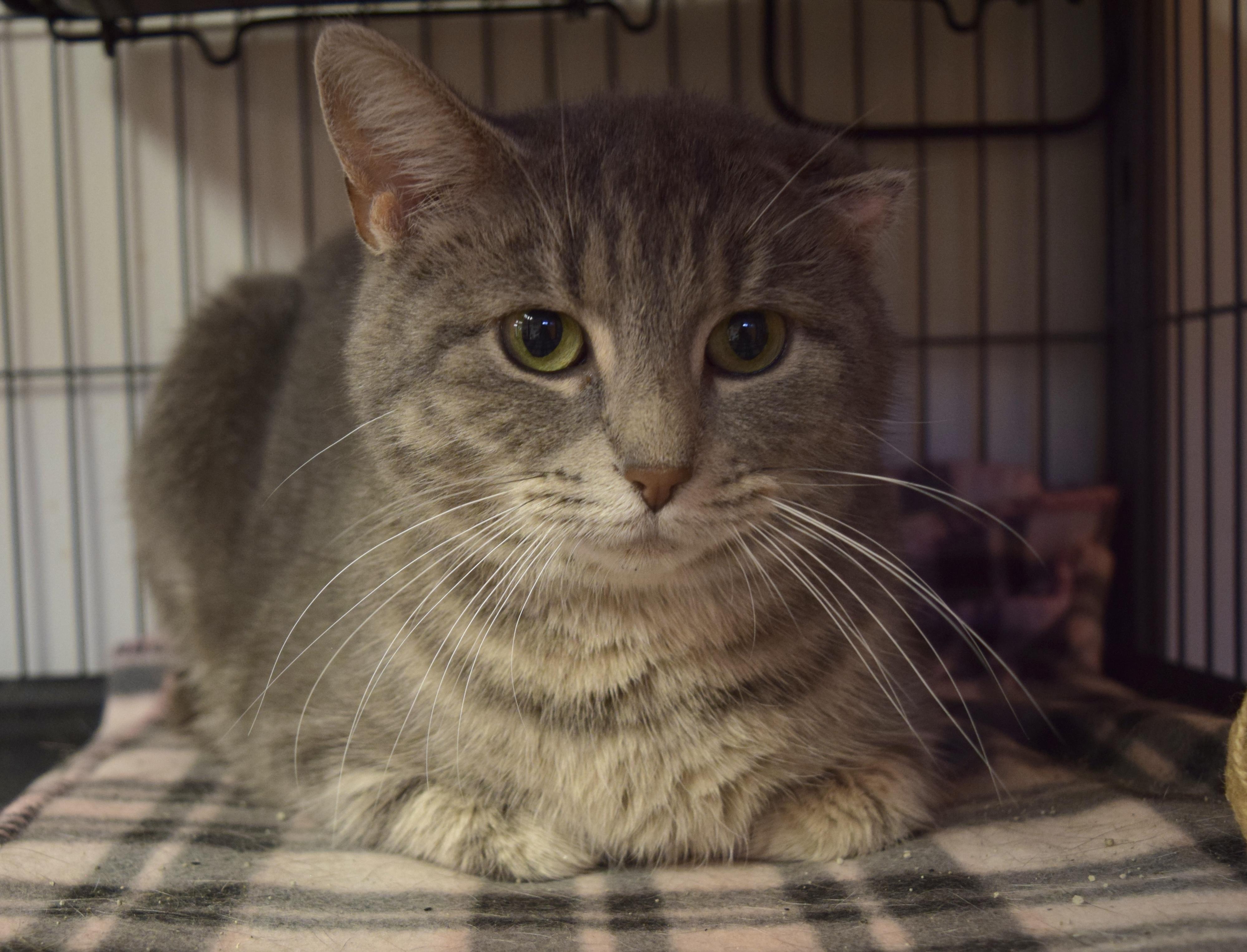Sweetie Pie, a Adoptable Domestic Short Hair in Muncie, IN image 6/6