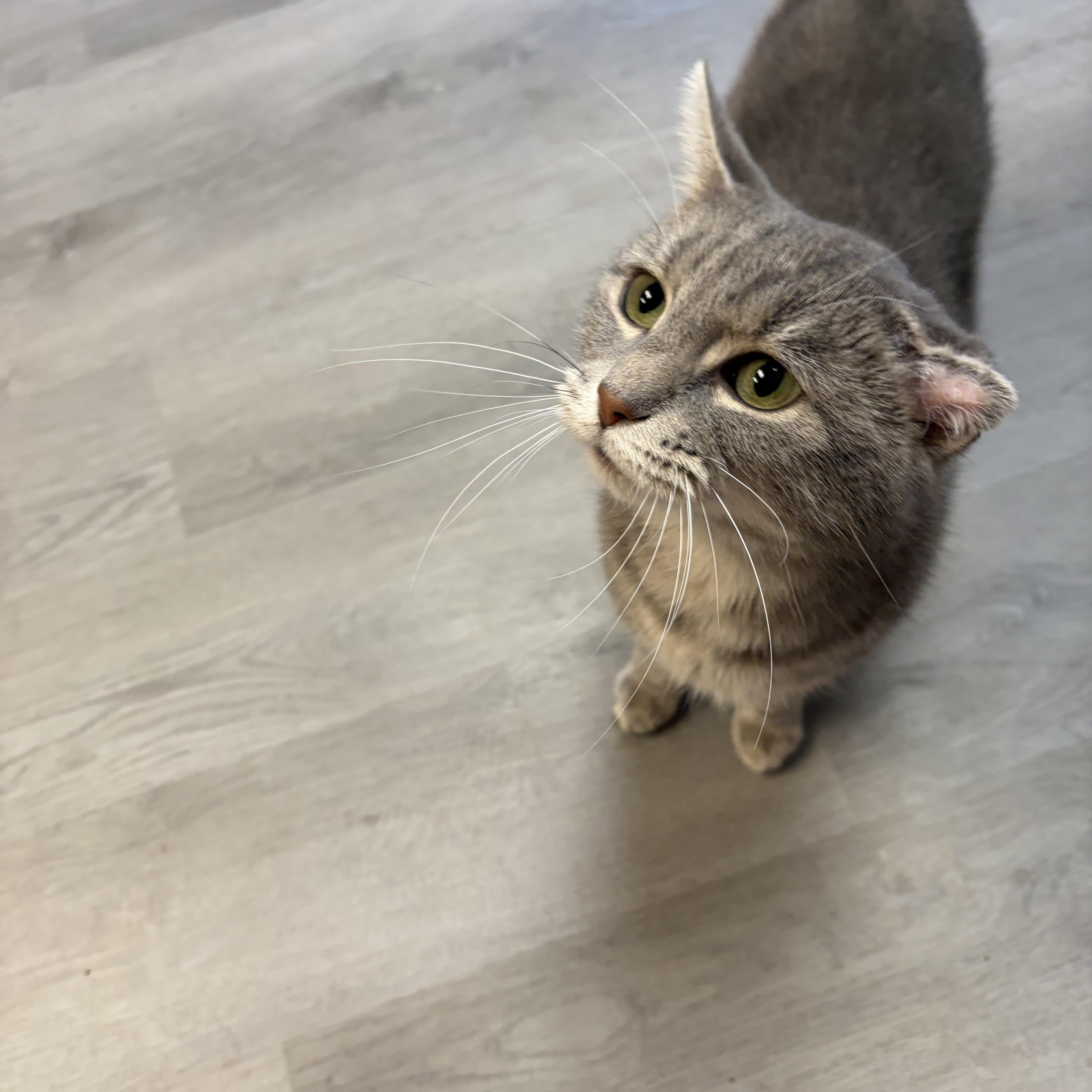 Sweetie Pie, a Adoptable Domestic Short Hair in Muncie, IN image 2/5