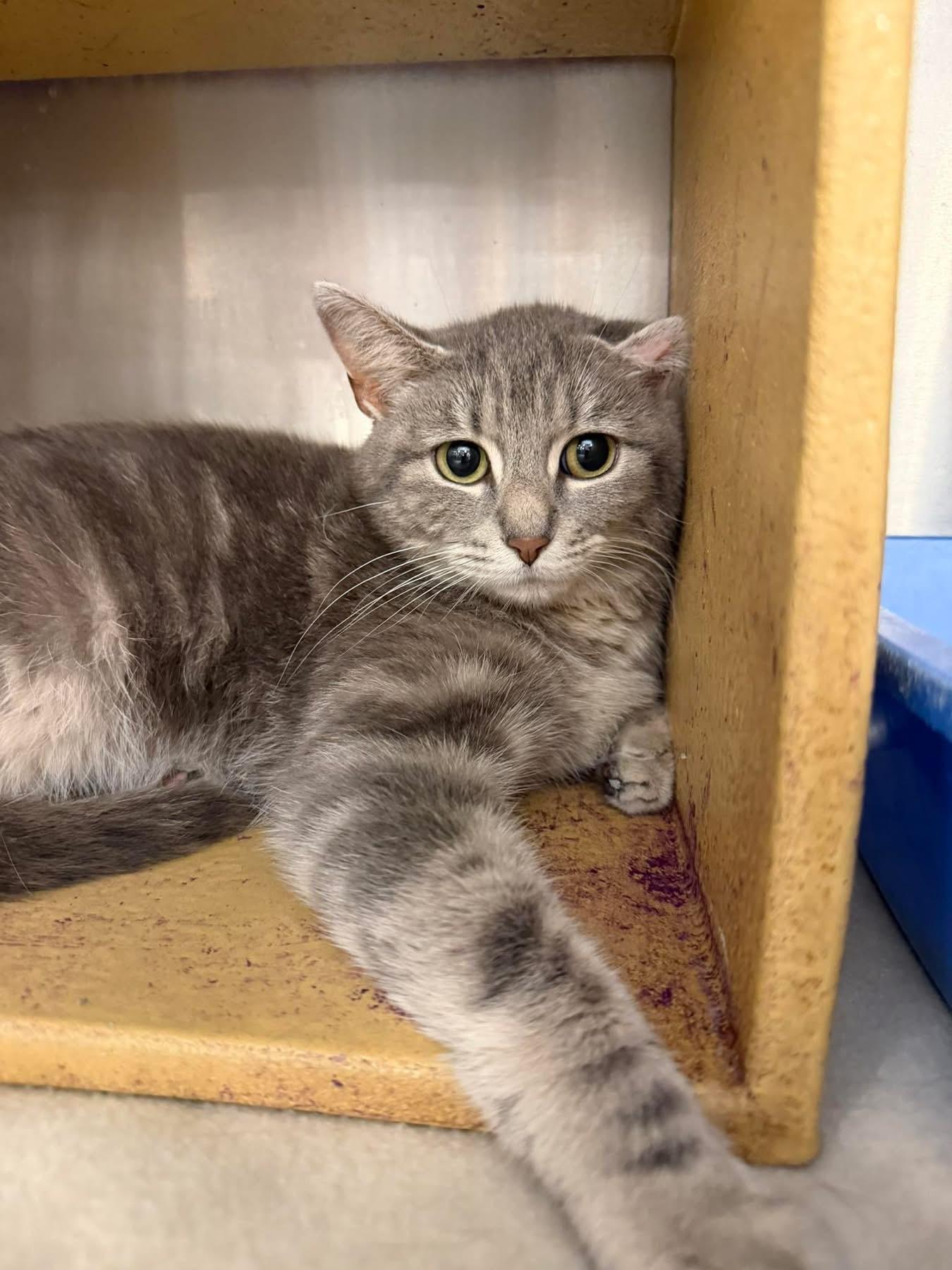 Sweetie Pie, a Adoptable Domestic Short Hair in Muncie, IN image 1/2