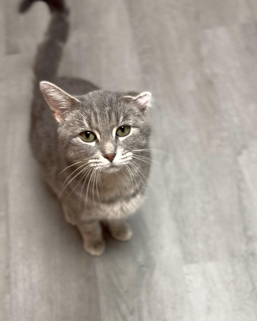 Sweetie Pie, Adoptable, Adult Female Domestic Short Hair.