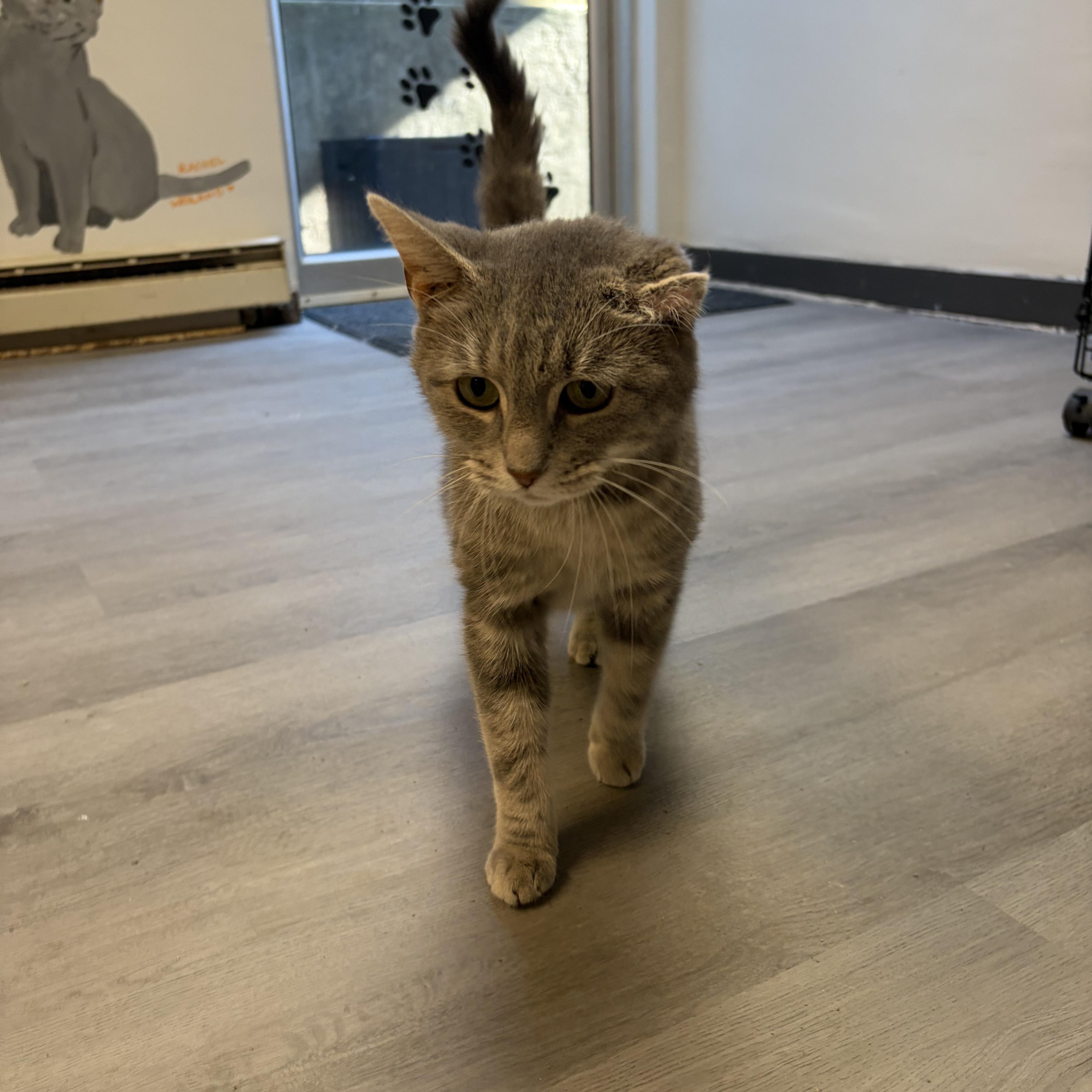Sweetie Pie, a Adoptable Domestic Short Hair in Muncie, IN image 3/5