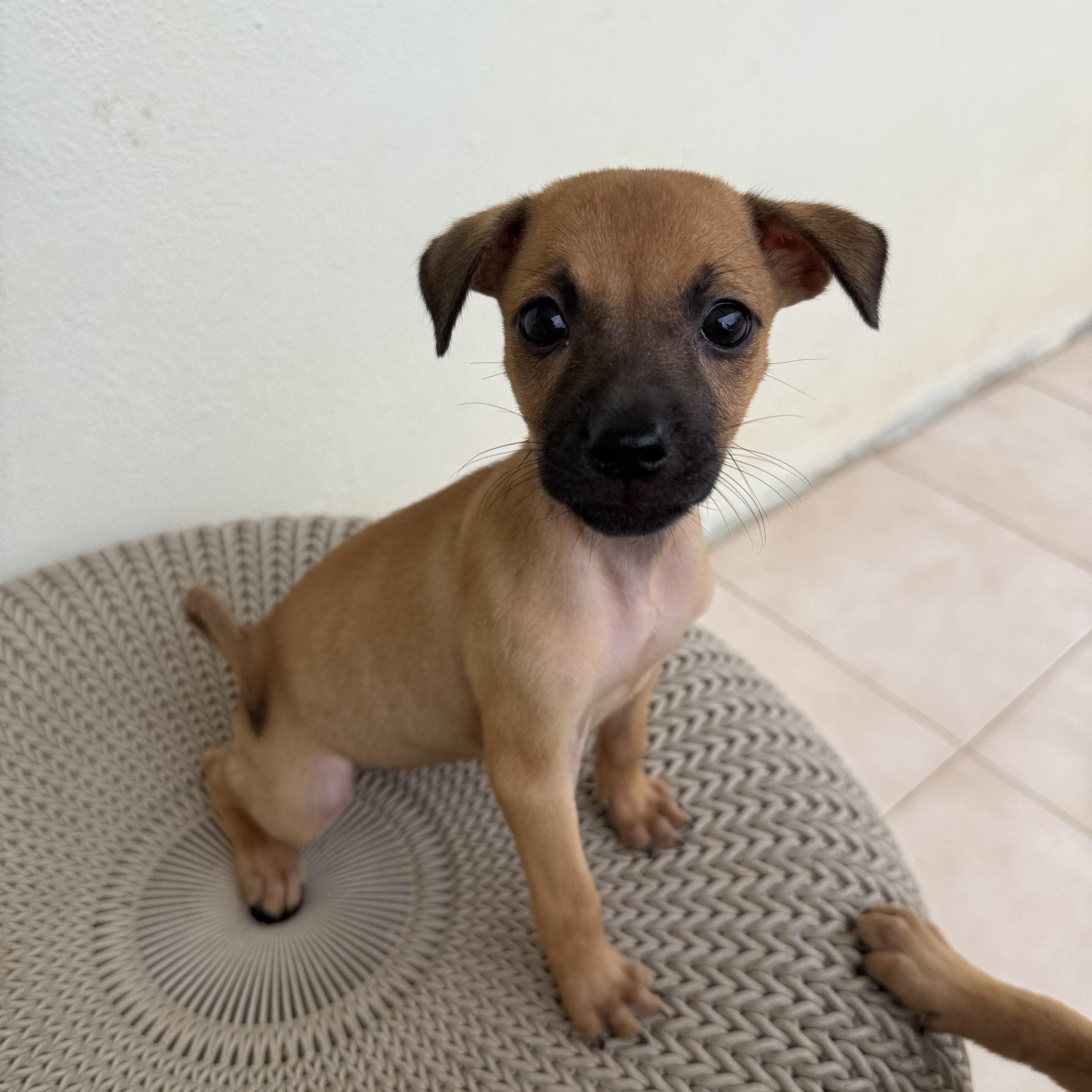 Paprika, an adopted mixed breed in ISABELA, PR image 2/2