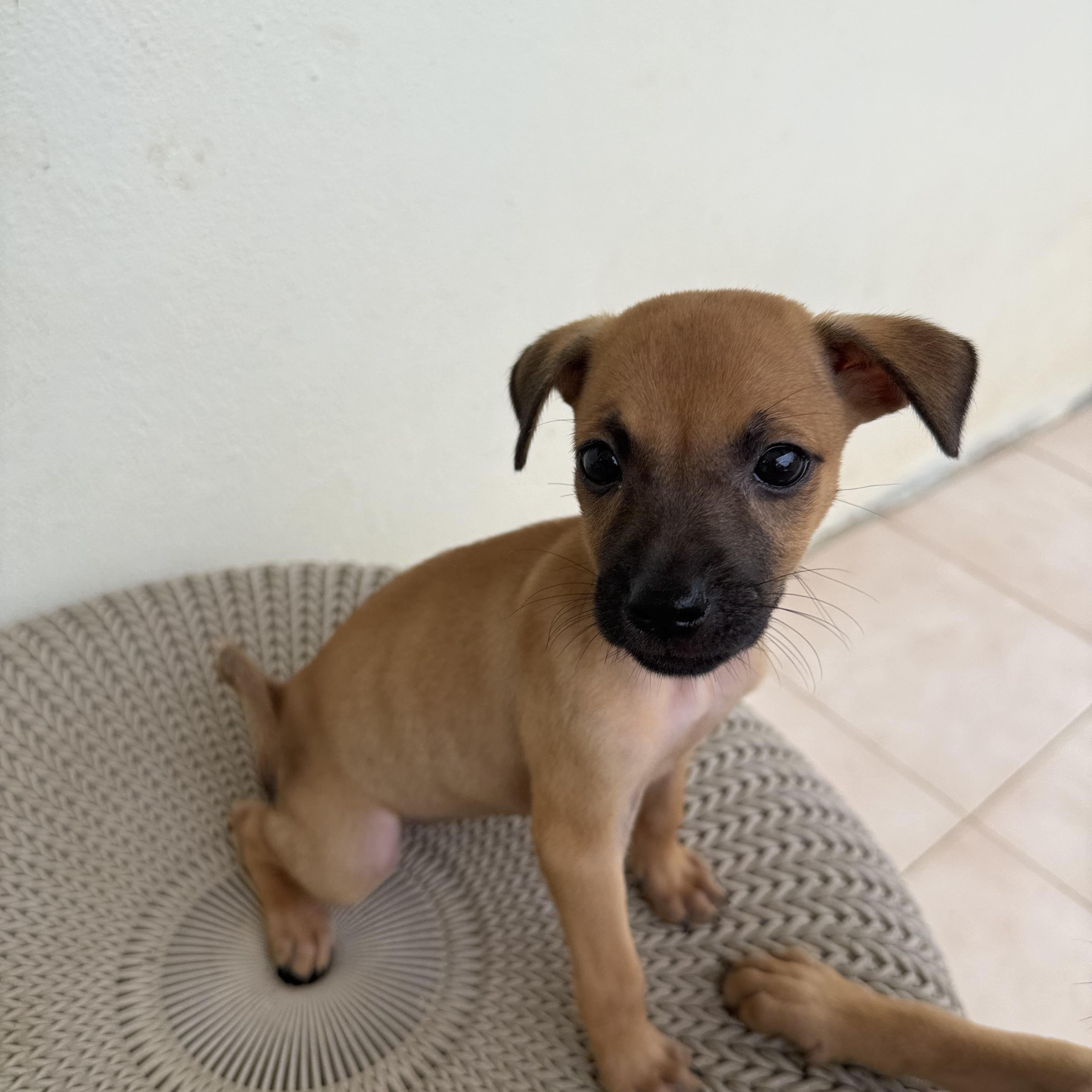 Paprika, an adopted mixed breed in ISABELA, PR image 1/2