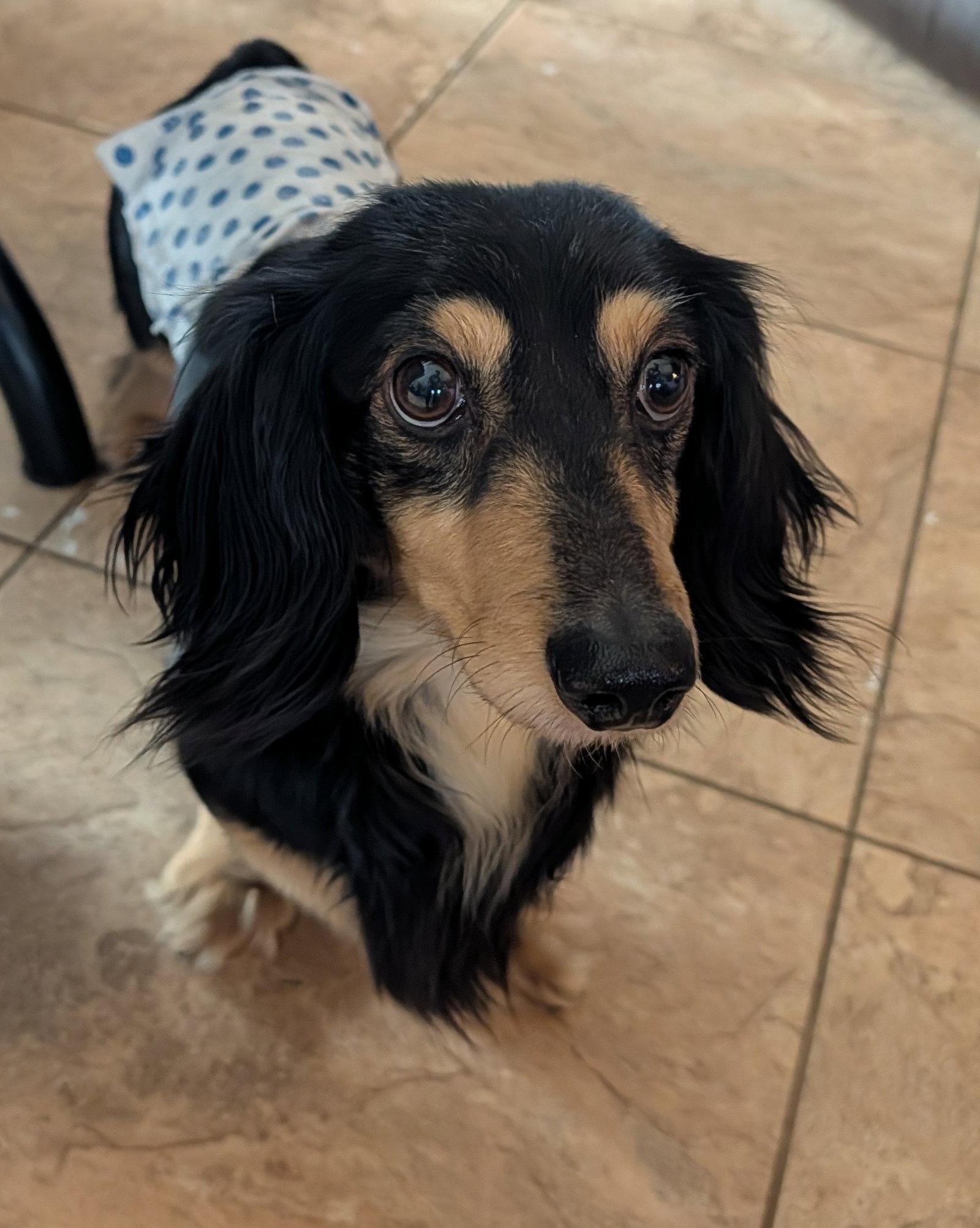 Enlarge Silver, a Adoptable Dachshund in Sioux Falls, SD image 1/1