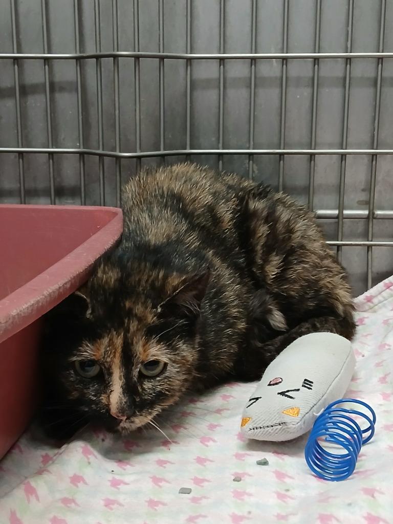 Enlarge Cadbury, a Adopted mixed breed in Ladysmith, WI image 2/2