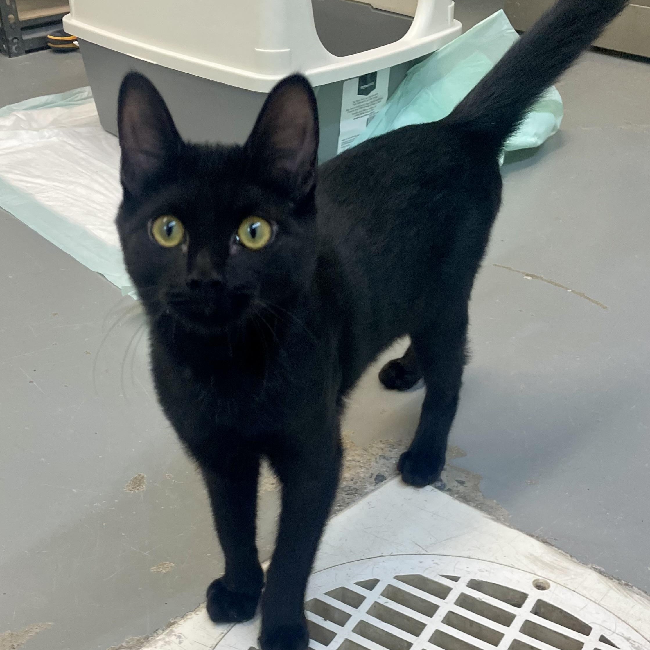 Enlarge Felix, a Adoptable mixed breed in Sautee Nacoochee, GA image 2/3