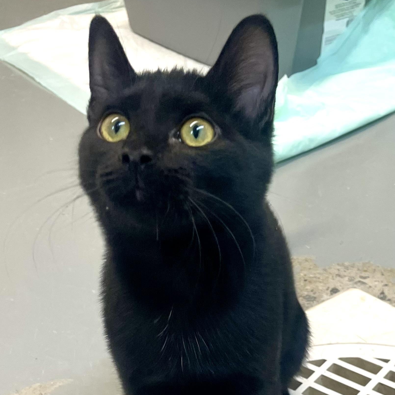 Felix, Adoptable, Young Male Bombay & Domestic Medium Hair.
