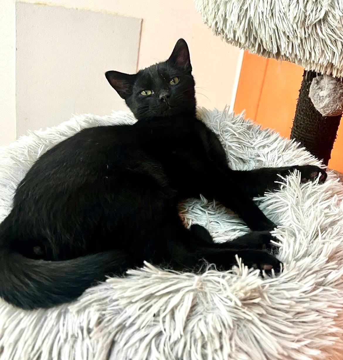 Enlarge Felix, a Adoptable mixed breed in Sautee Nacoochee, GA image 3/3
