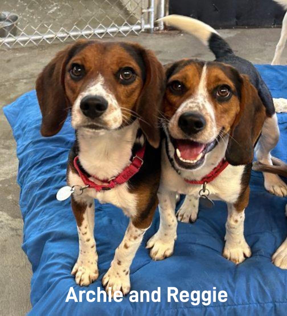 Reggie and Archie, Adopted, Young Male Beagle.