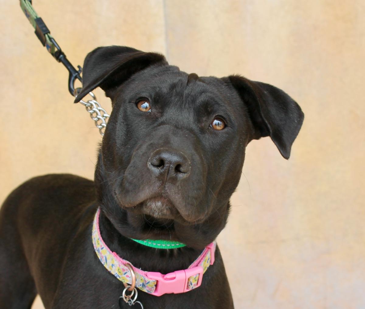 Piper, an adoptable Mixed Breed in Albuquerque, NM, 87154 | Photo Image 2