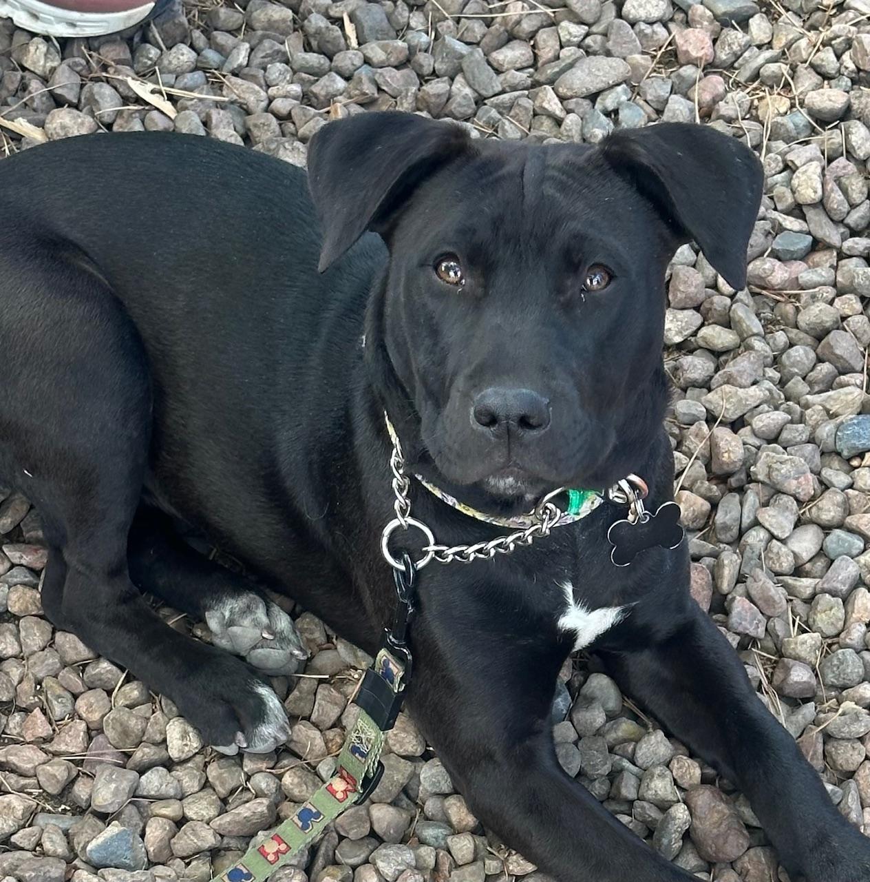 Piper, an adoptable Mixed Breed in Albuquerque, NM, 87154 | Photo Image 3
