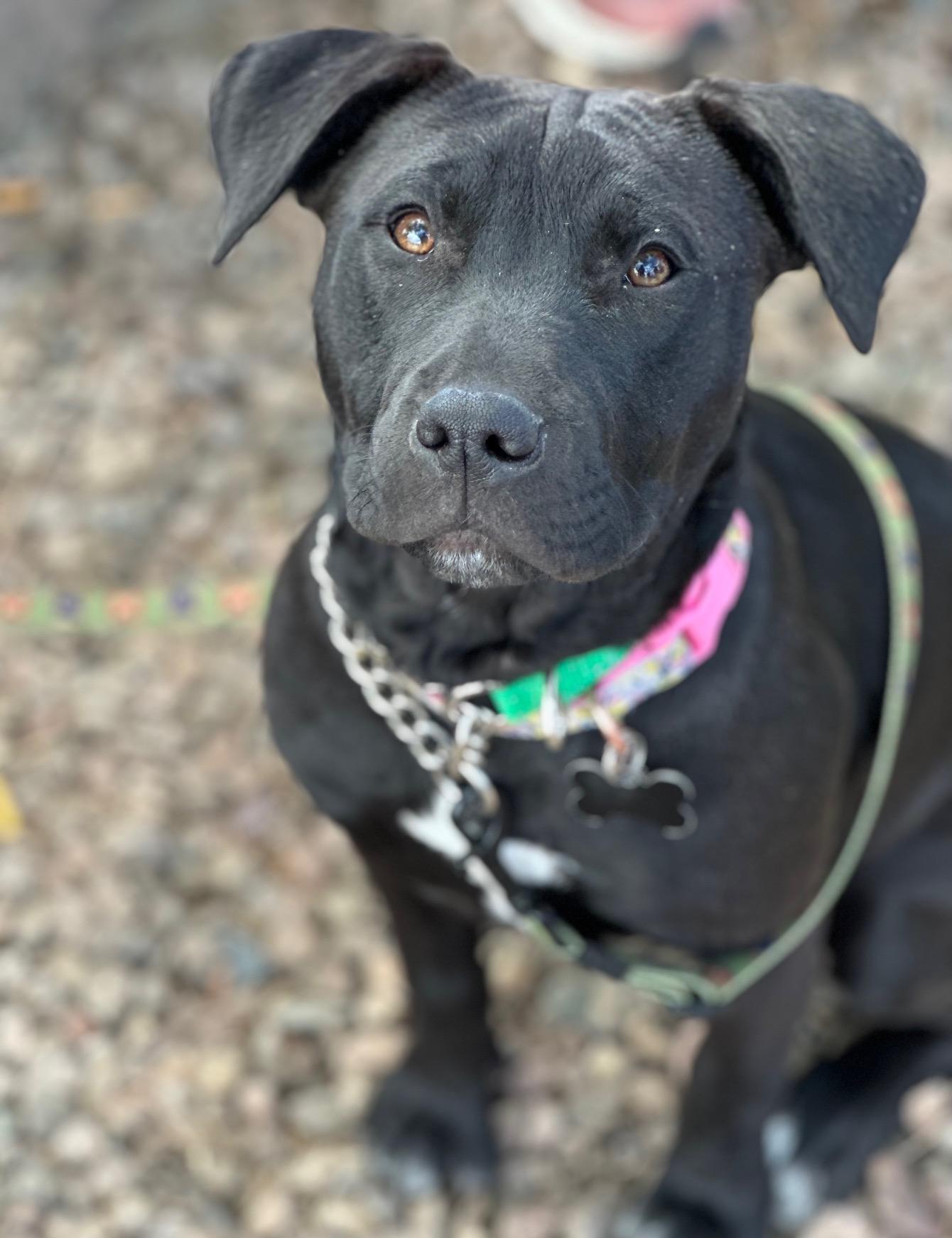 Piper, an adoptable Mixed Breed in Albuquerque, NM, 87154 | Photo Image 1
