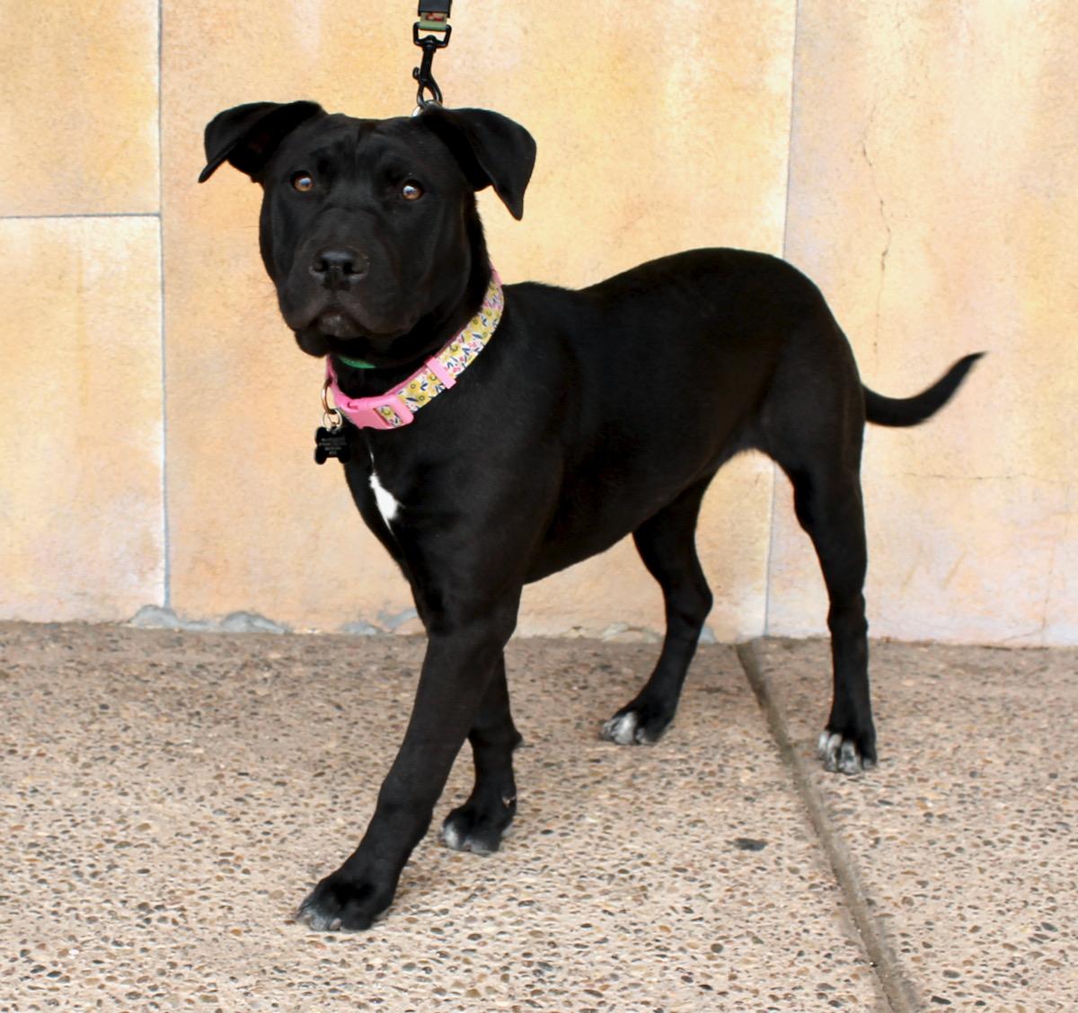 Piper, an adoptable Mixed Breed in Albuquerque, NM, 87154 | Photo Image 4