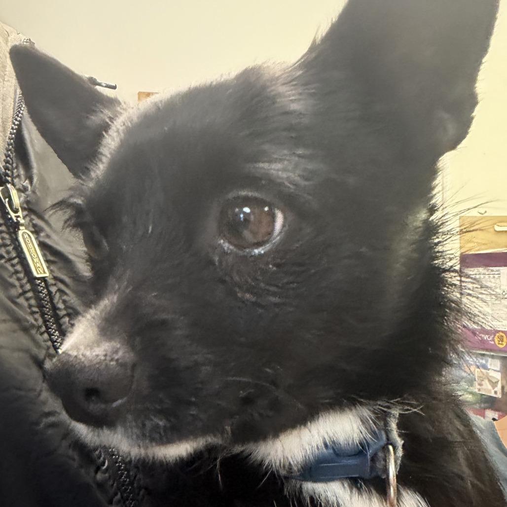 Ozzie, Adoptable, Adult Male Chihuahua & Terrier.