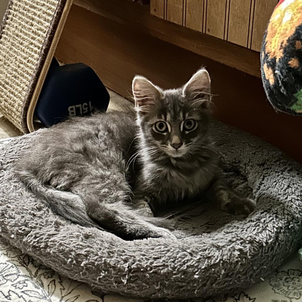 Enlarge Lydia, a Adoptable Domestic Medium Hair in Johnstown, PA image 1/1