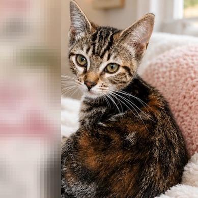 Pickles, Adoptable, Kitten Female Domestic Short Hair.