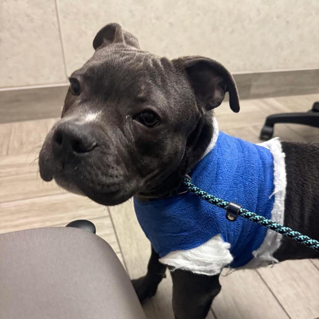 Griffin, a Adoptable Pit Bull Terrier in Spring Hill, KS image 1/4