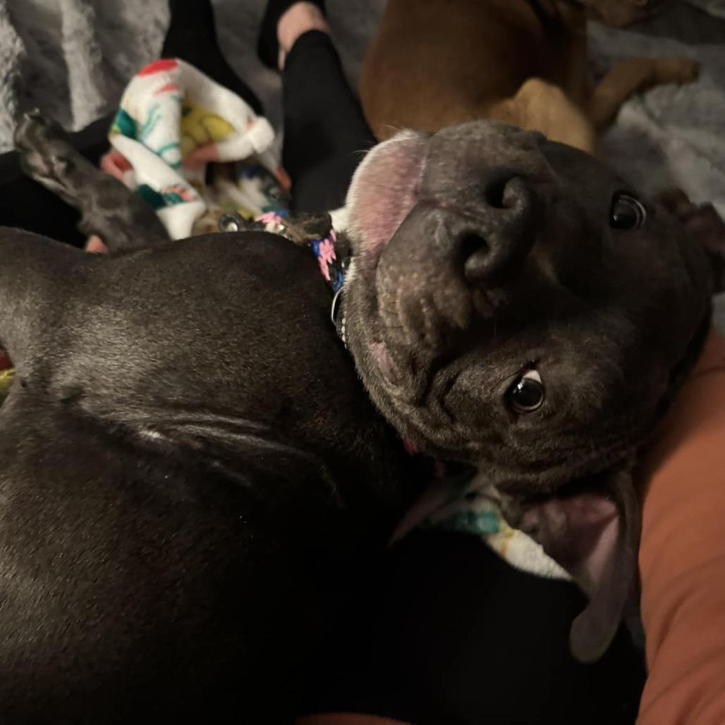 Griffin, a Adoptable Pit Bull Terrier in Spring Hill, KS image 2/4