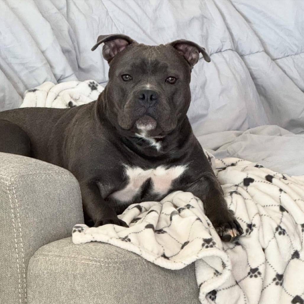 Enlarge Griffin, a Adoptable Pit Bull Terrier in Spring Hill, KS image 3/6
