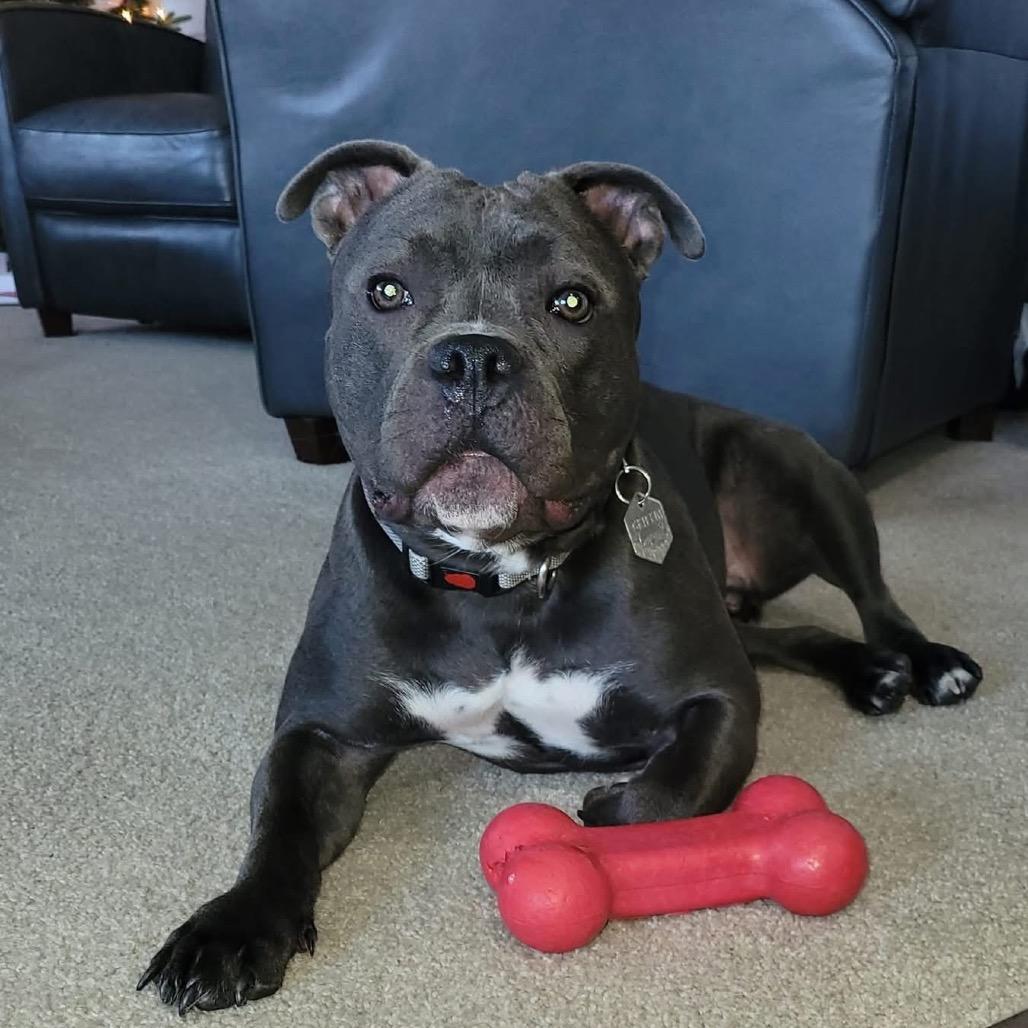 Enlarge Griffin, a Adoptable Pit Bull Terrier in Spring Hill, KS image 4/6