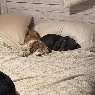 Griffin, a Adoptable Pit Bull Terrier in Spring Hill, KS image 3/4