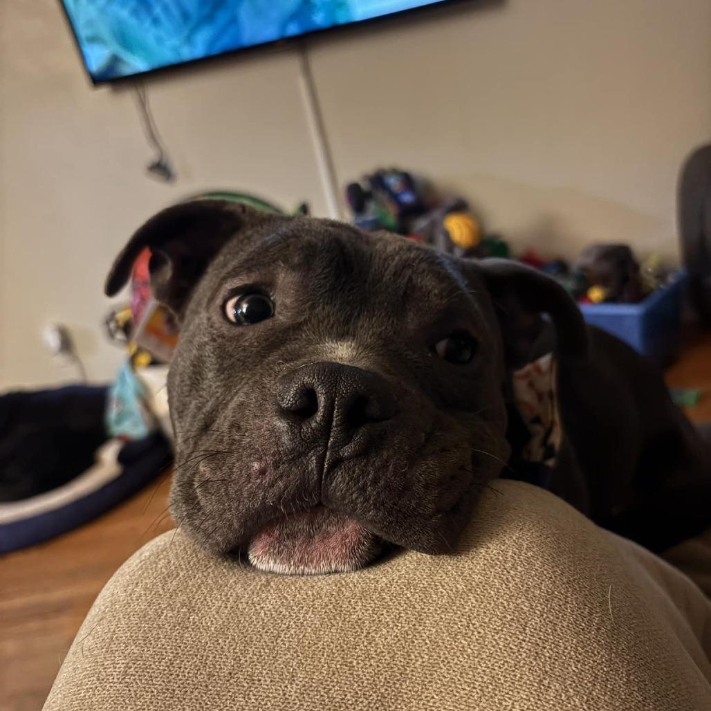 Griffin, a Adoptable Pit Bull Terrier in Spring Hill, KS image 4/4