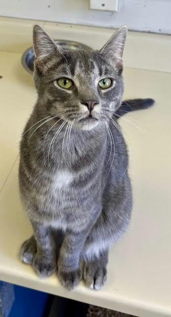 Enlarge Loki, a Adoptable Tabby in Chester, NJ image 1/1