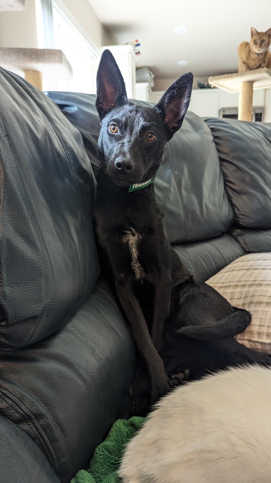 Seraphina, an adoptable Cattle Dog, Shepherd in Kent, WA, 98042 | Photo Image 4