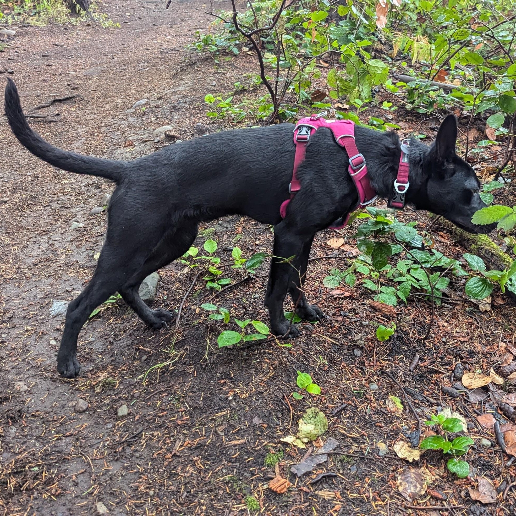 Seraphina, an adoptable Cattle Dog, Shepherd in Kent, WA, 98042 | Photo Image 2