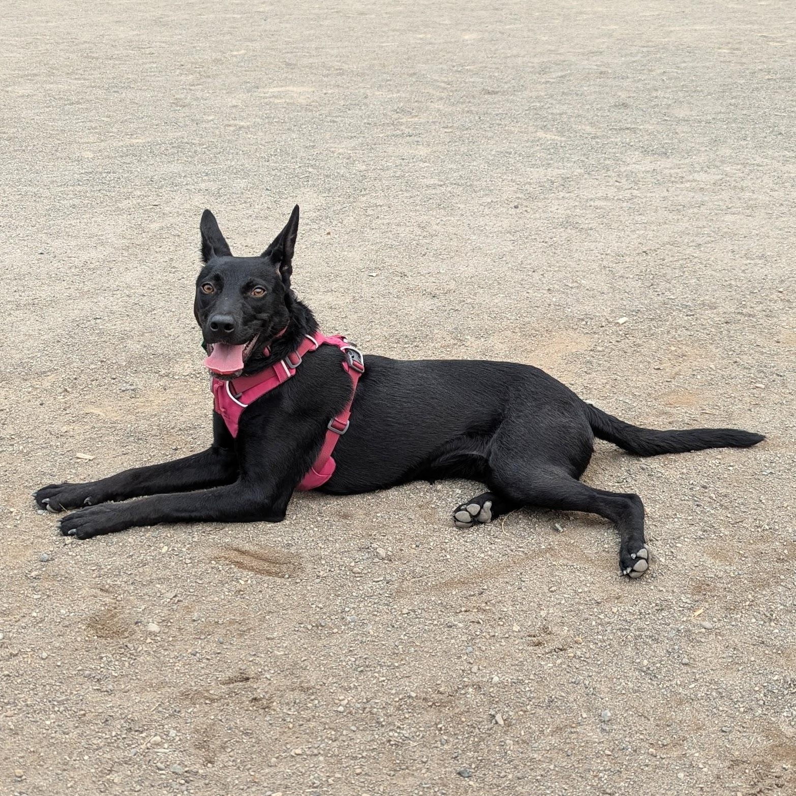 Seraphina, an adoptable Cattle Dog, Shepherd in Kent, WA, 98042 | Photo Image 1