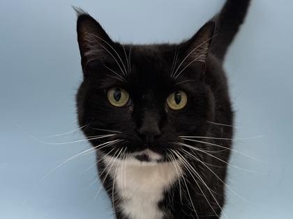 Bella, Adoptable, Adult Female Domestic Short Hair & Domestic Short Hair.