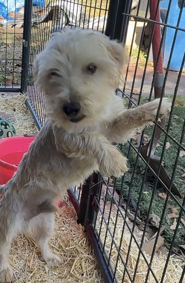 Enlarge Firecracker, a Adoptable Wheaten Terrier in Falmouth, MA image 2/4