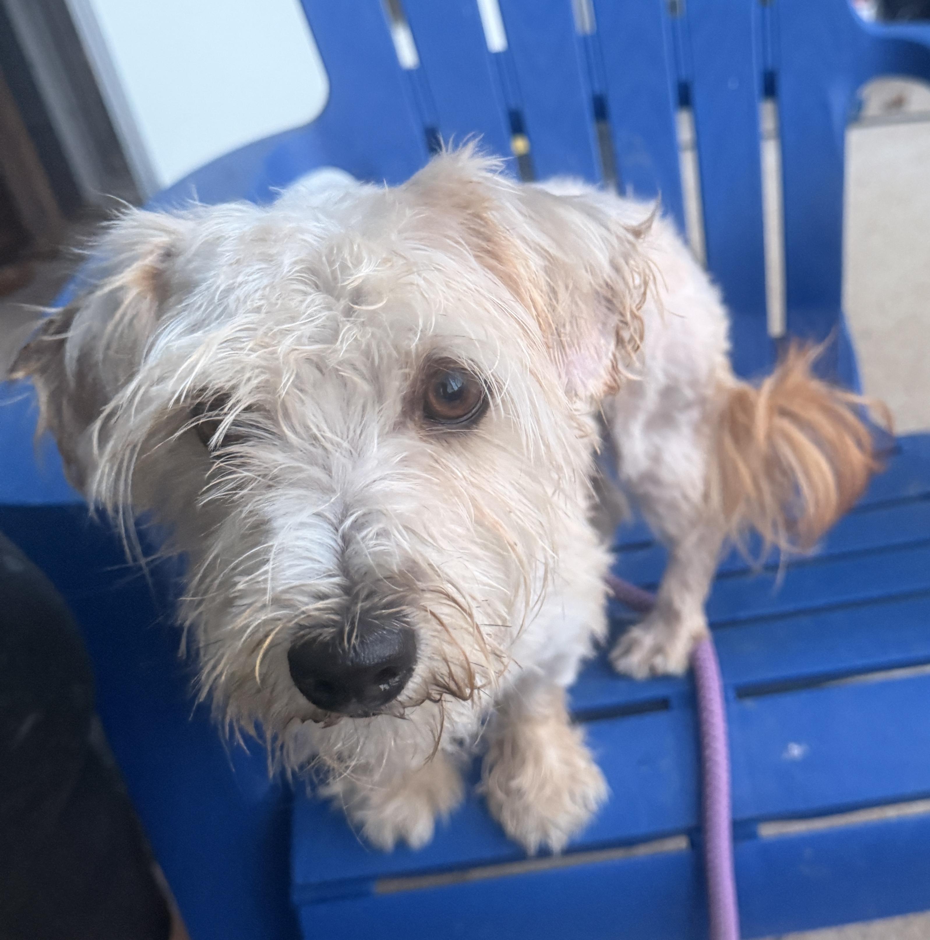 Enlarge Firecracker, a Adoptable Wheaten Terrier in Falmouth, MA image 3/4