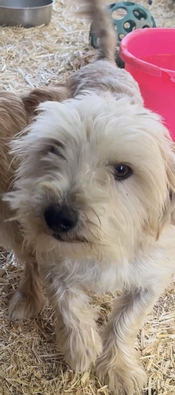Enlarge Firecracker, a Adoptable Wheaten Terrier in Falmouth, MA image 1/4
