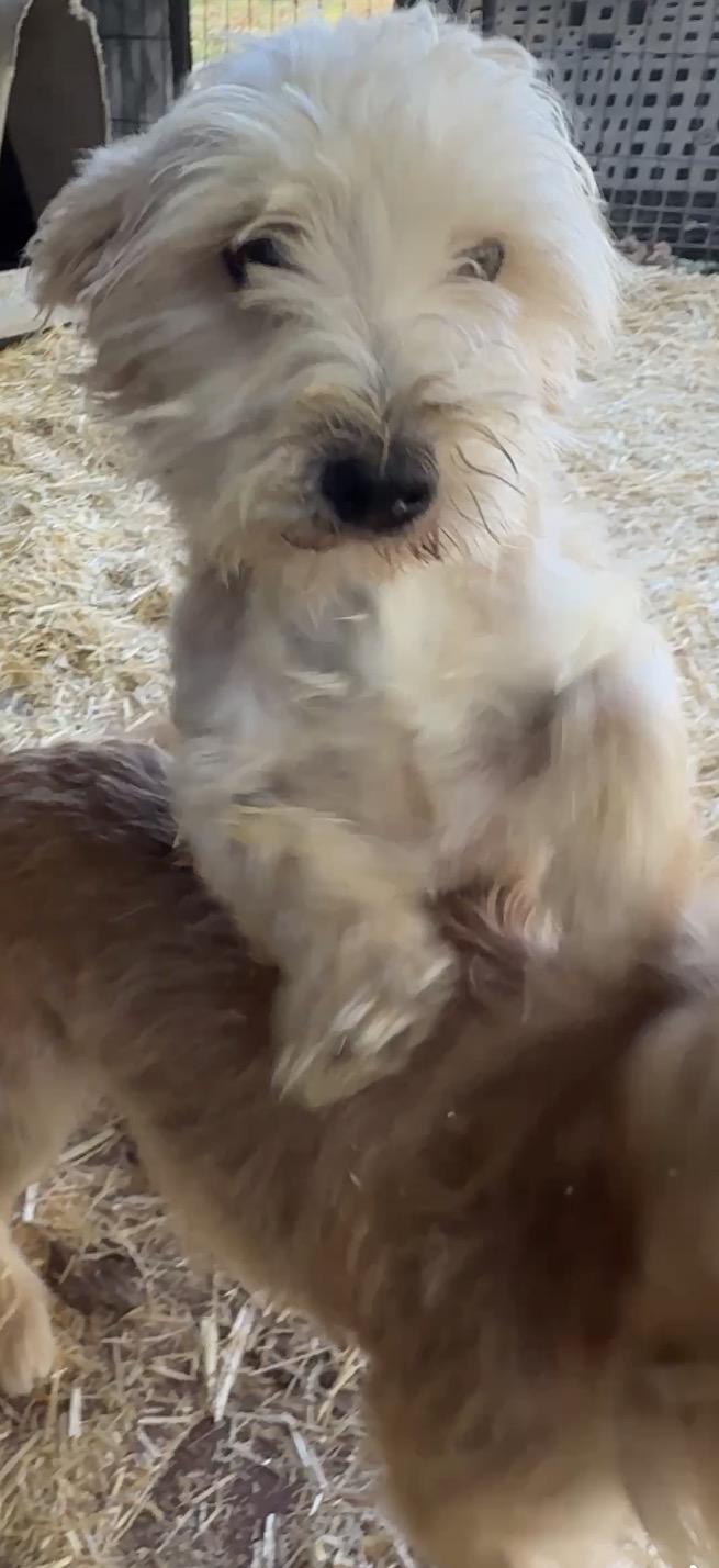Enlarge Firecracker, a Adoptable Wheaten Terrier in Falmouth, MA image 4/4