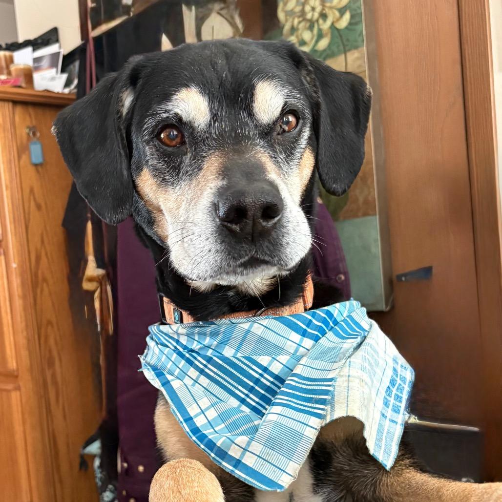 Enlarge Rocky, a ADOPTABLE Mixed Breed in Crookston, MN image 1/5