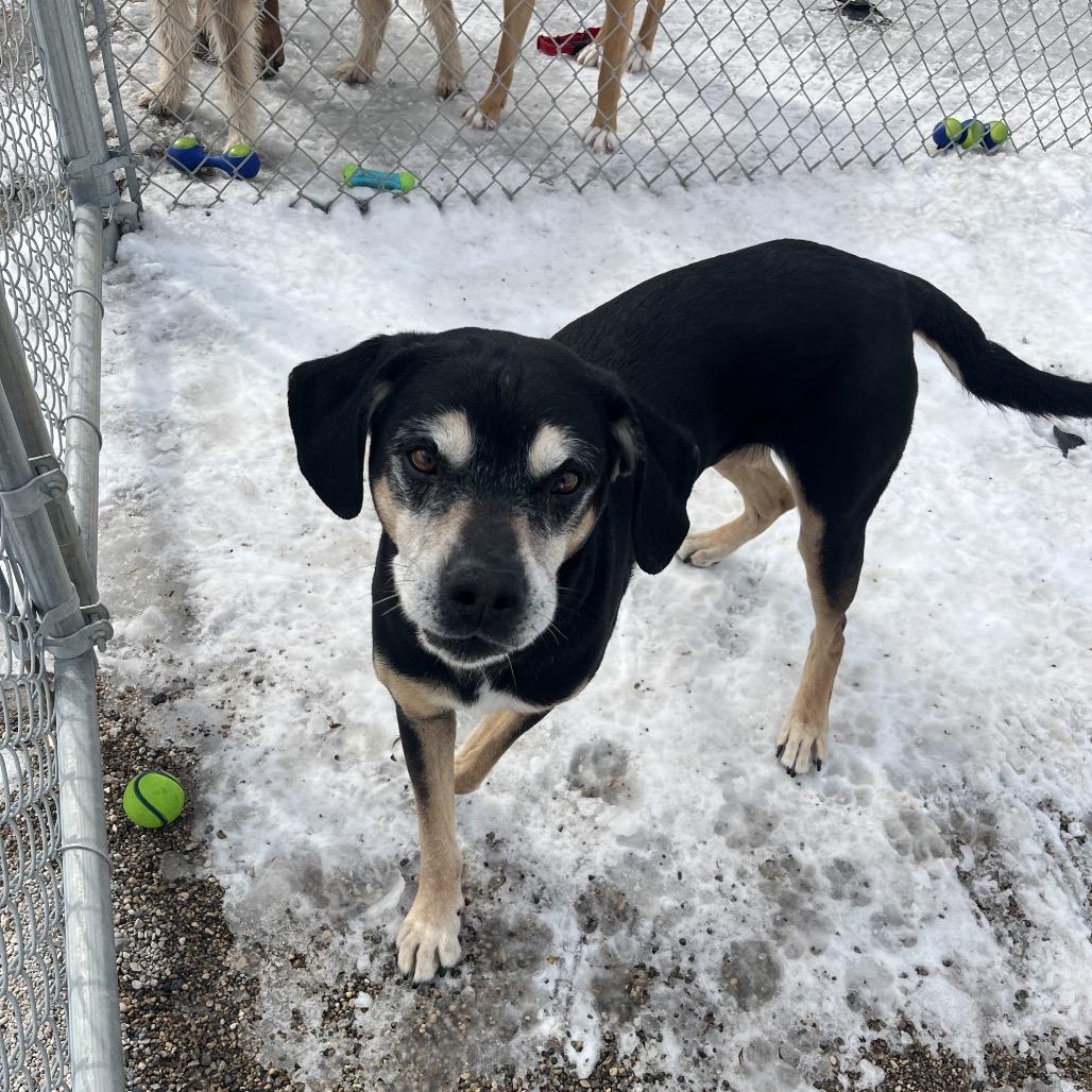 Enlarge Rocky, a ADOPTABLE Mixed Breed in Crookston, MN image 1/1