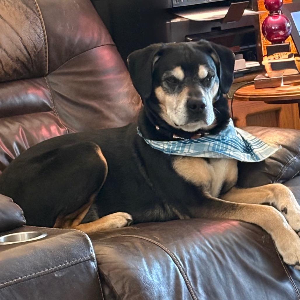 Enlarge Rocky, a ADOPTABLE Mixed Breed in Crookston, MN image 4/5