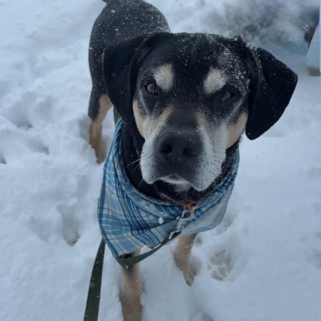 Enlarge Rocky, a ADOPTABLE Mixed Breed in Crookston, MN image 3/5