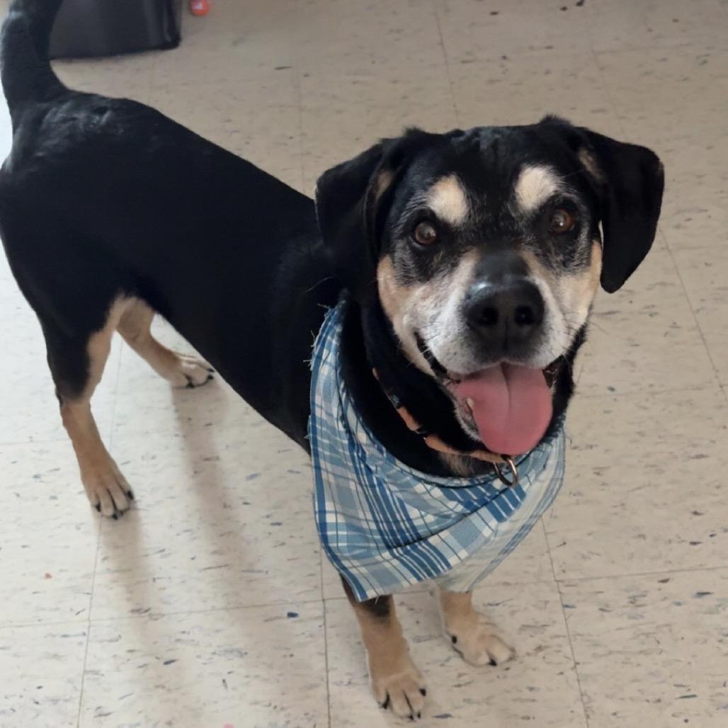 Enlarge Rocky, a ADOPTABLE Mixed Breed in Crookston, MN image 5/5