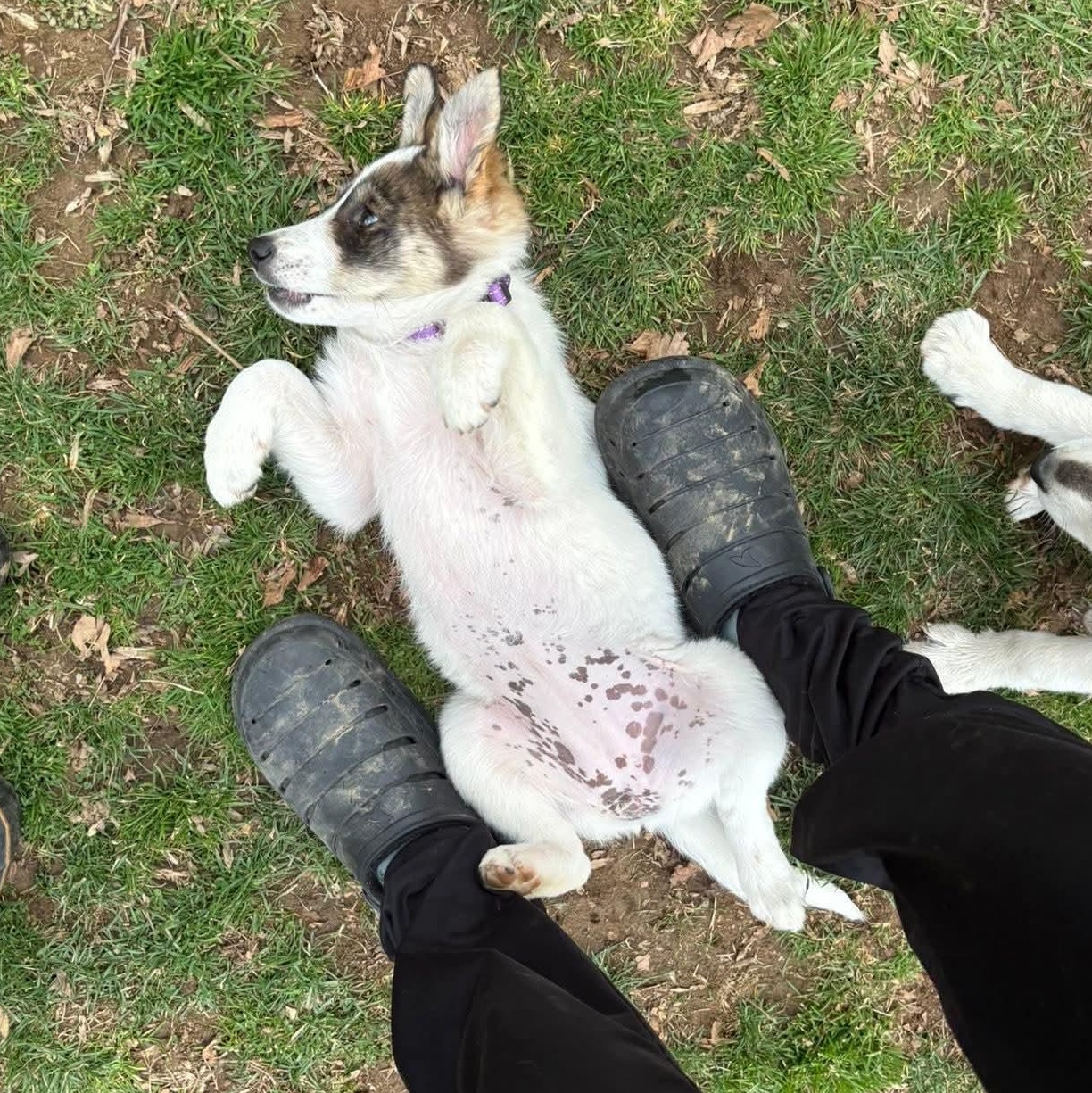 Enlarge Myrtle, a Adoptable mixed breed in Mount Bethel, PA image 4/6