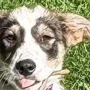 Myrtle, an adoptable mixed breed in Mount Bethel, PA image 2/6